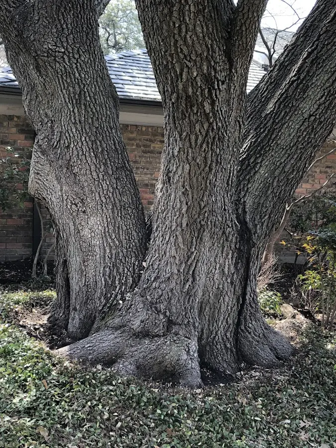 Mature heritage tree close to a Dundee property cared for by certified arborists