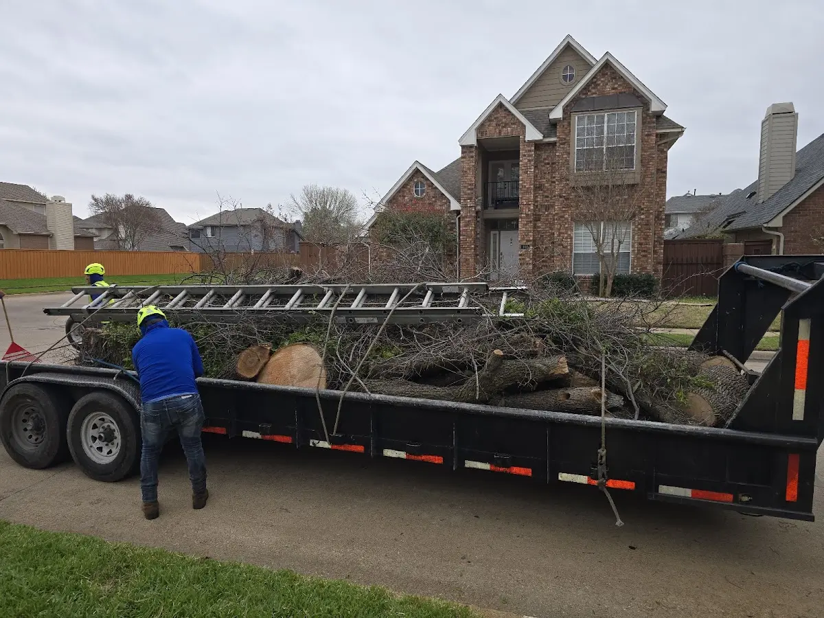 Expert Tree Removal with proper safety equipment in Dundee
